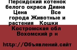 Персидский котенок белого окраса Диана › Цена ­ 40 000 - Все города Животные и растения » Кошки   . Костромская обл.,Вохомский р-н